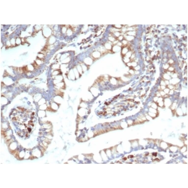 Immunohistochemistry - Anti-TREM2 Antibody [TREM2/7210] (A277754) - Antibodies.com