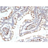 Immunohistochemistry - Anti-TREM2 Antibody [TREM2/7210] (A277754) - Antibodies.com