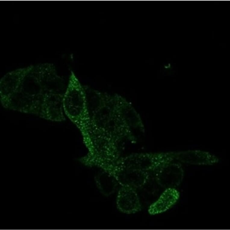 Immunofluorescence - Anti-PRMT7 Antibody [PCRP-PRMT7-1A4] (A277755) - Antibodies.com