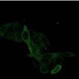 Immunofluorescence - Anti-PRMT7 Antibody [PCRP-PRMT7-1A4] (A277755) - Antibodies.com
