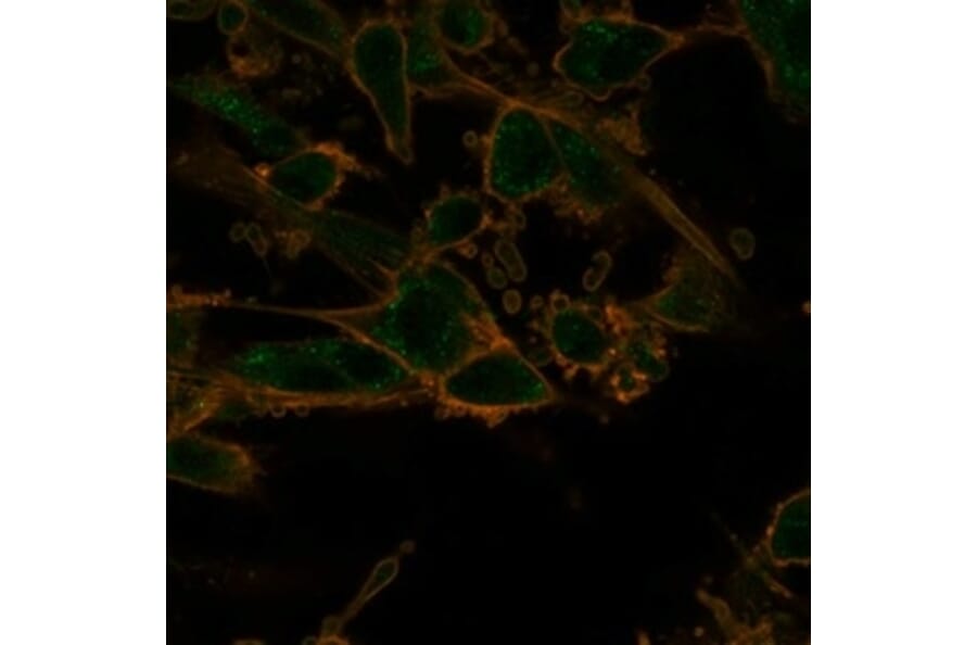 Immunofluorescence - Anti-PRMT7 Antibody [PCRP-PRMT7-1A4] (A277755) - Antibodies.com