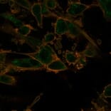 Immunofluorescence - Anti-PRMT7 Antibody [PCRP-PRMT7-1A4] (A277755) - Antibodies.com