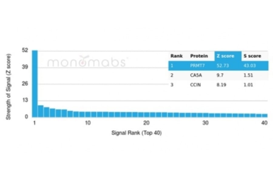 Protein Array - Anti-PRMT7 Antibody [PCRP-PRMT7-1A4] (A277755) - Antibodies.com