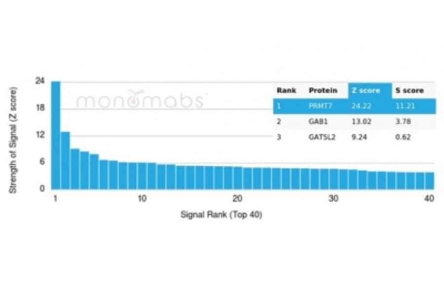 Protein Array - Anti-PRMT7 Antibody [PCRP-PRMT7-1A7] (A277756) - Antibodies.com