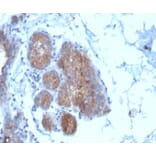 Immunohistochemistry - Anti-Migfilin Antibody [FBLIM1/4600] (A277758) - Antibodies.com