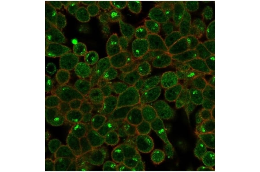 Immunofluorescence - Anti-ZSCAN2 Antibody [PCRP-ZSCAN2-1F8] (A277760) - Antibodies.com