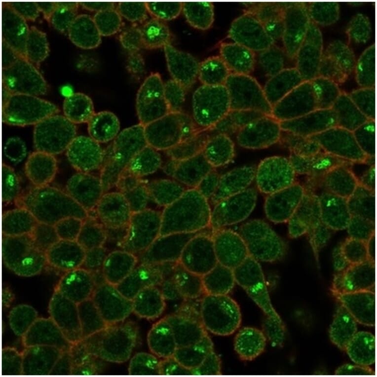 Immunofluorescence - Anti-ZSCAN2 Antibody [PCRP-ZSCAN2-1F8] (A277760) - Antibodies.com