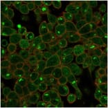 Immunofluorescence - Anti-ZSCAN2 Antibody [PCRP-ZSCAN2-1F8] (A277760) - Antibodies.com