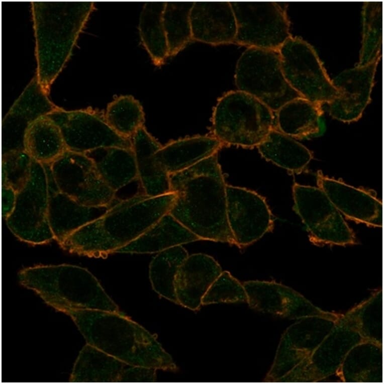Immunofluorescence - Anti-PHF10 Antibody [PCRP-PHF10-2A10] (A277762) - Antibodies.com