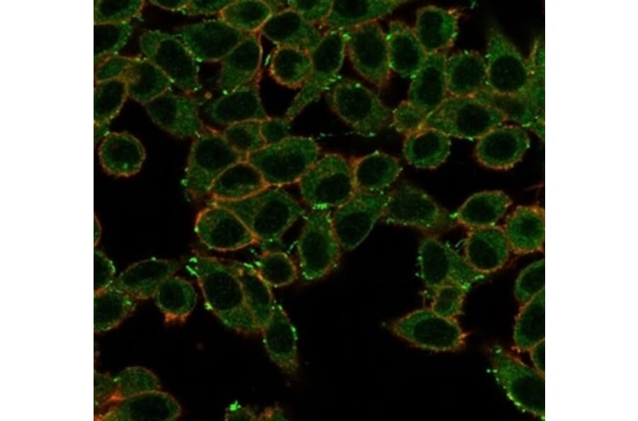 Immunofluorescence - Anti-ERK2 Antibody [PCRP-MAPK1-1D1] (A277765) - Antibodies.com