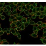 Immunofluorescence - Anti-ERK2 Antibody [PCRP-MAPK1-1D1] (A277765) - Antibodies.com