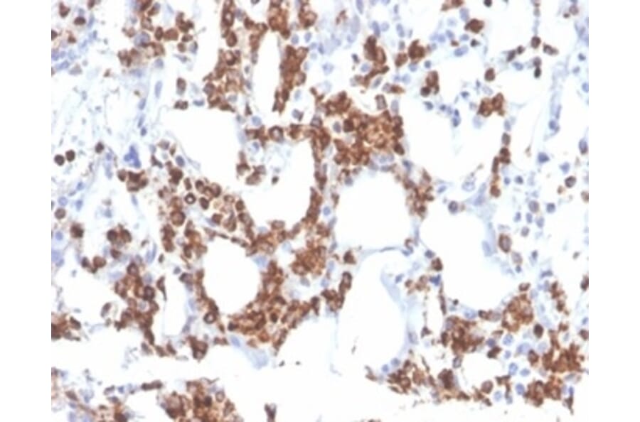 Immunohistochemistry - Anti-Resistin Antibody [RETN/3331] (A277766) - Antibodies.com