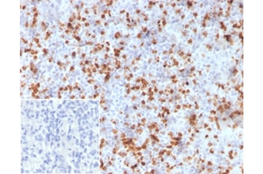Immunohistochemistry - Anti-Resistin Antibody [RETN/3331] (A277766) - Antibodies.com