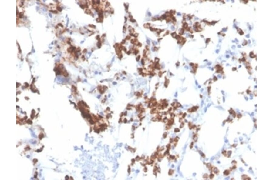 Immunohistochemistry - Anti-Resistin Antibody [RETN/3331] (A277766) - Antibodies.com