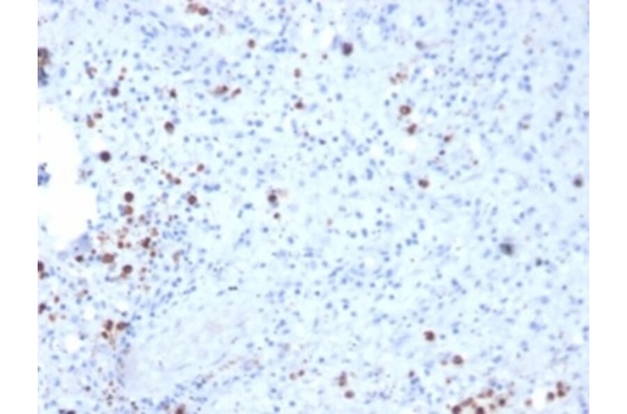 Immunohistochemistry - Anti-Resistin Antibody [RETN/3331] (A277766) - Antibodies.com