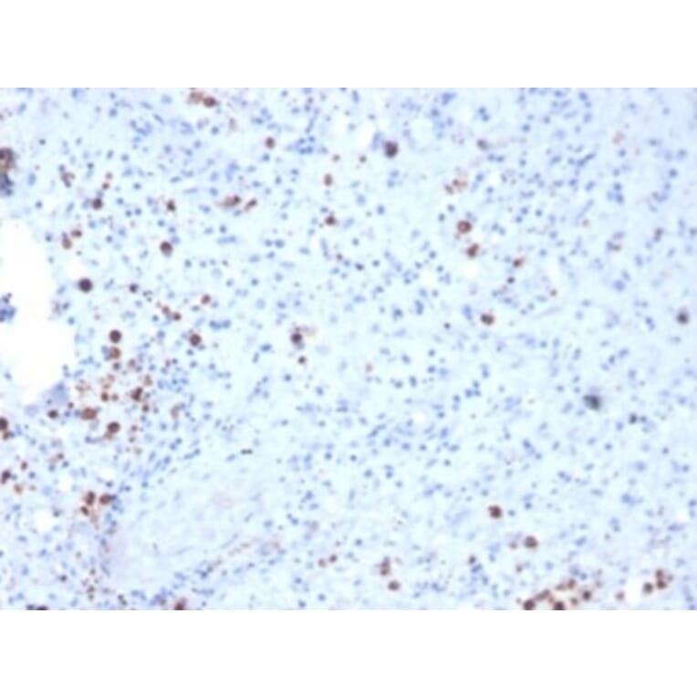Immunohistochemistry - Anti-Resistin Antibody [RETN/3331] (A277766) - Antibodies.com