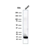 Western Blot - Anti-Resistin Antibody [RETN/4324] (A277767) - Antibodies.com