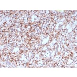 Immunohistochemistry - Anti-Resistin Antibody [RETN/4327] (A277768) - Antibodies.com