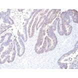 Immunohistochemistry - Anti-COX2 Antibody [COX2/2377] (A277769) - Antibodies.com