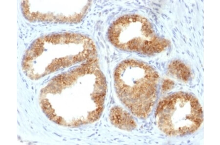 Immunohistochemistry - Anti-COX2 Antibody [COX2/2377] (A277769) - Antibodies.com
