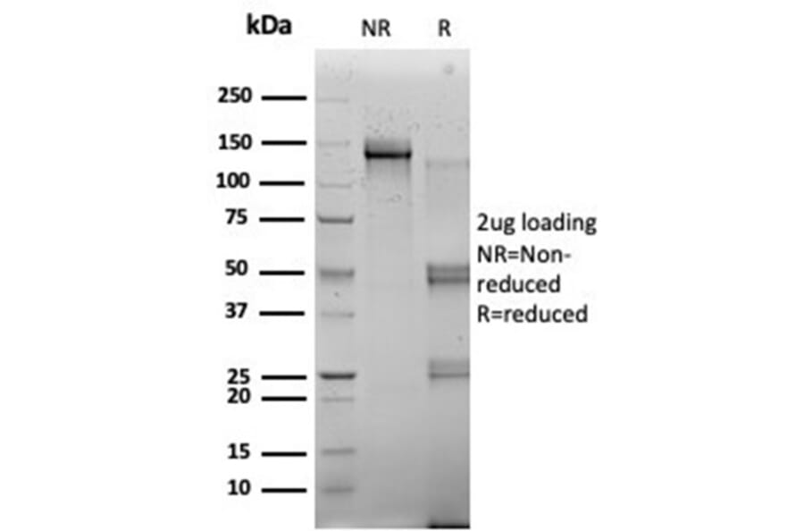 SDS-PAGE - Anti-RBMS2 Antibody [PCRP-RBMS2-1B6] (A277771) - Antibodies.com