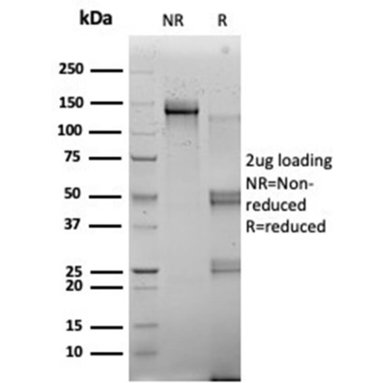 SDS-PAGE - Anti-RBMS2 Antibody [PCRP-RBMS2-1B6] (A277771) - Antibodies.com