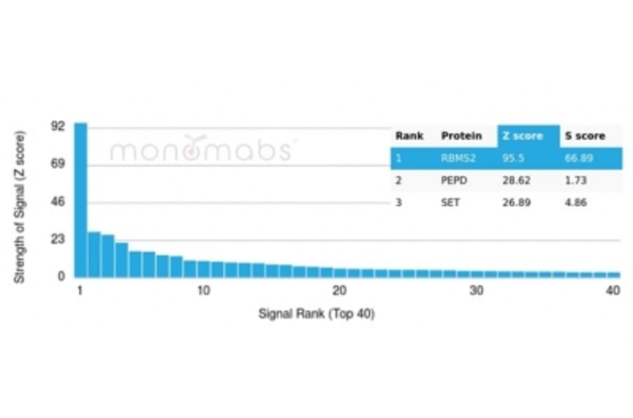Protein Array - Anti-RBMS2 Antibody [PCRP-RBMS2-1B6] (A277771) - Antibodies.com