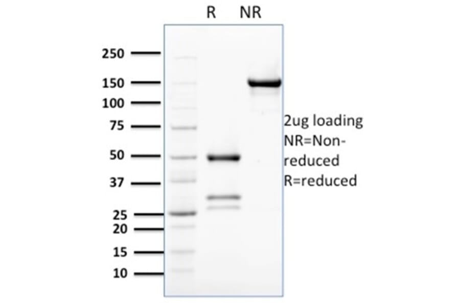 SDS-PAGE - Anti-Bcl2L2 Antibody [PCRP-BCL2L2-1A4] (A277772) - Antibodies.com