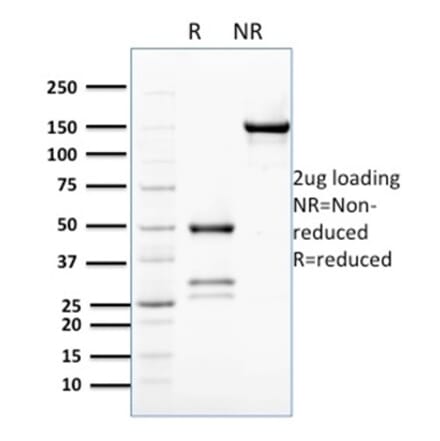 SDS-PAGE - Anti-Bcl2L2 Antibody [PCRP-BCL2L2-1A4] (A277772) - Antibodies.com