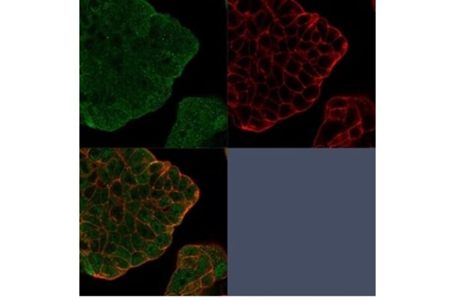 Immunofluorescence - Anti-Bcl2L2 Antibody [PCRP-BCL2L2-1A4] (A277772) - Antibodies.com