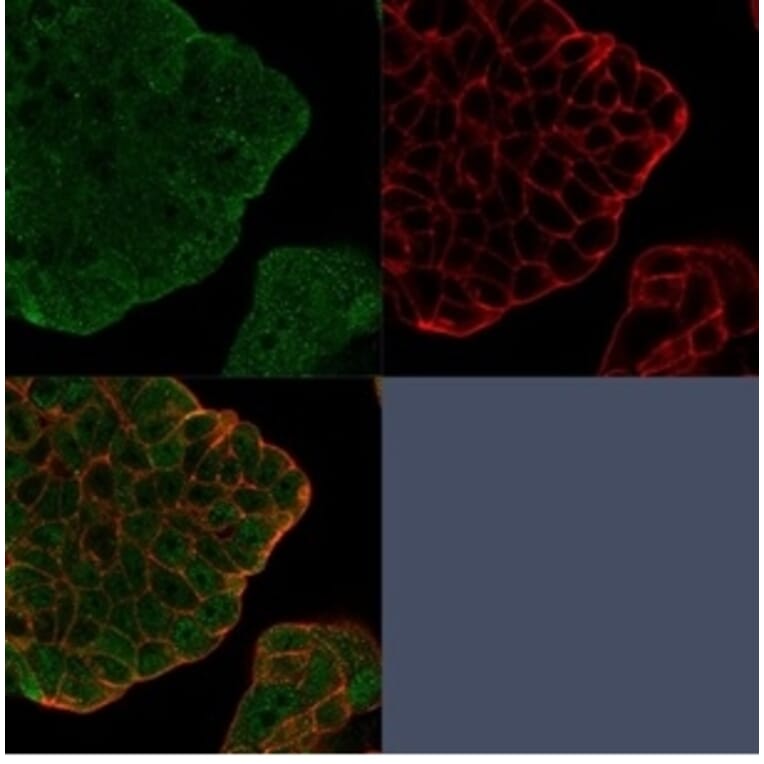 Immunofluorescence - Anti-Bcl2L2 Antibody [PCRP-BCL2L2-1A4] (A277772) - Antibodies.com