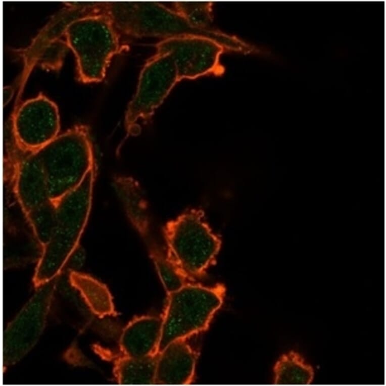Immunofluorescence - Anti-Bcl2L2 Antibody [PCRP-BCL2L2-1A4] (A277772) - Antibodies.com