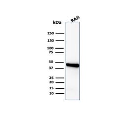 Western Blot - Anti-beta Actin Antibody [ACTB/1108] (A277773) - Antibodies.com