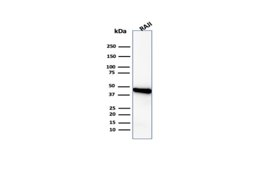 Western Blot - Anti-beta Actin Antibody [ACTB/1108] (A277773) - Antibodies.com