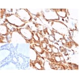 Immunohistochemistry - Anti-beta Actin Antibody [ACTB/1108] (A277773) - Antibodies.com