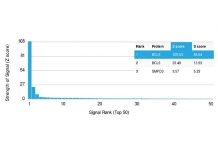 Protein Array - Anti-Bcl-6 Antibody [PCRP-BCL6-1E2] (A277776) - Antibodies.com