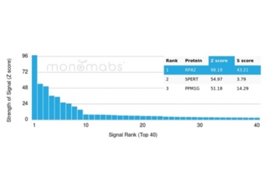Protein Array - Anti-RPA2 Antibody [RPA2/4774] (A277777) - Antibodies.com