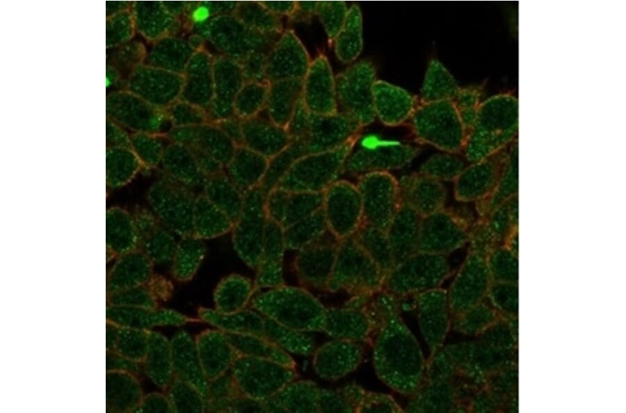 Immunofluorescence - Anti-ZNF704 Antibody [PCRP-ZNF704-3C10] (A277778) - Antibodies.com