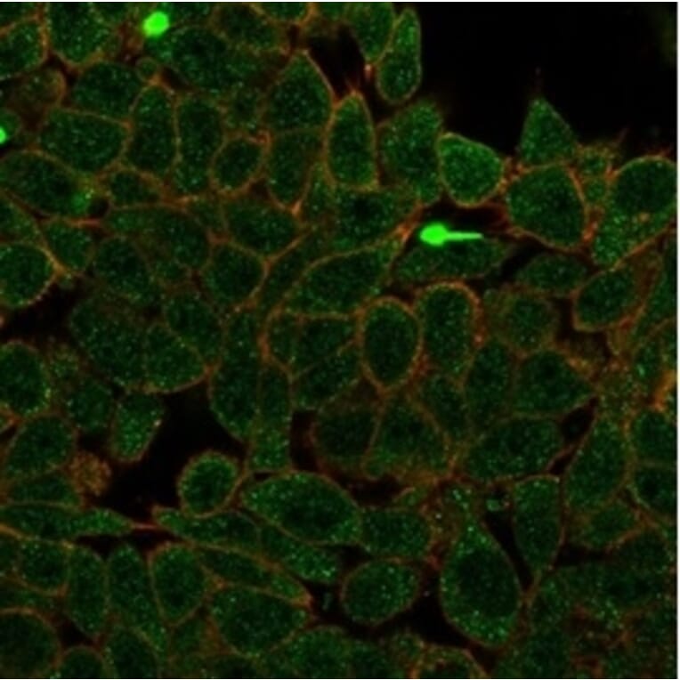 Immunofluorescence - Anti-ZNF704 Antibody [PCRP-ZNF704-3C10] (A277778) - Antibodies.com