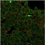Immunofluorescence - Anti-ZNF704 Antibody [PCRP-ZNF704-3C10] (A277778) - Antibodies.com