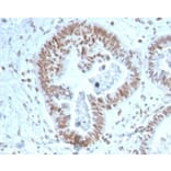 Immunohistochemistry - Anti-ZNF704 Antibody [PCRP-ZNF704-3C10] (A277778) - Antibodies.com