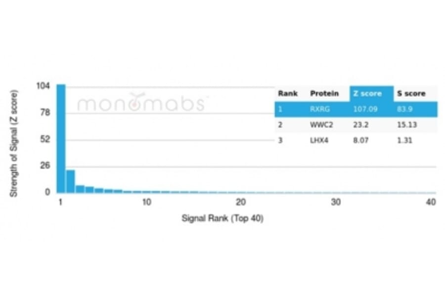 Protein Array - Anti-RXRG Antibody [PCRP-RXRG-5G6] (A277779) - Antibodies.com