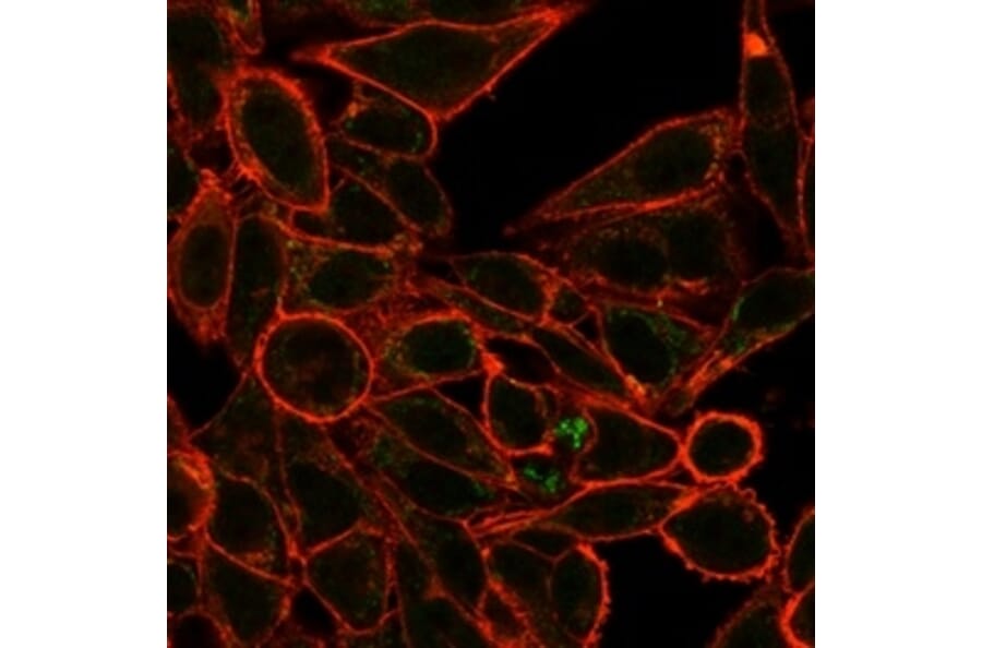 Immunofluorescence - Anti-RXRG Antibody [PCRP-RXRG-5H4] (A277780) - Antibodies.com
