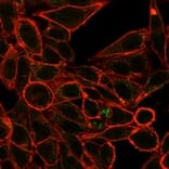 Immunofluorescence - Anti-RXRG Antibody [PCRP-RXRG-5H4] (A277780) - Antibodies.com