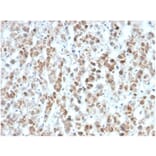 Immunohistochemistry - Anti-IL-25 Antibody [IL25/625] (A277793) - Antibodies.com