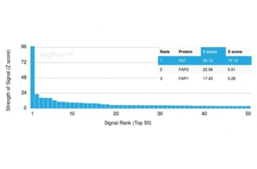 Protein Array - Anti-SNF5 Antibody [SMARCB1/3984] (A277794) - Antibodies.com