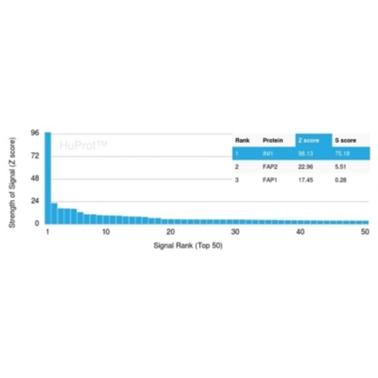 Protein Array - Anti-SNF5 Antibody [SMARCB1/3984] (A277794) - Antibodies.com