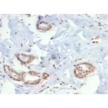 Immunohistochemistry - Anti-SOX4 Antibody [PCRP-SOX4-1D6] (A277796) - Antibodies.com
