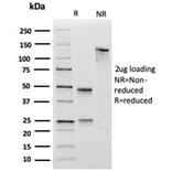 SDS-PAGE - Anti-SOX4 Antibody [PCRP-SOX4-1D6] (A277796) - Antibodies.com