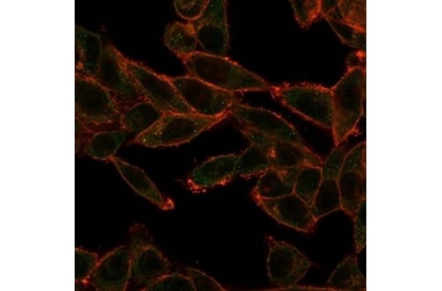 Immunofluorescence - Anti-SOX4 Antibody [PCRP-SOX4-1D6] (A277796) - Antibodies.com